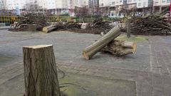 Tala de �rboles en Los Rosales
