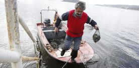 Los mariscadores del sector de a flote de la r�a afrontan un mal inicio del a�o con mortandad de babosa y sin recuperar el berberecho . 