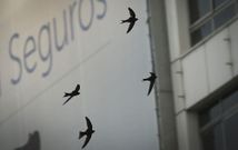 Cirros com�ns
