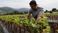 Plantas de Godello en el vivero Lpez-Vid, desde donde las comercializan a diferentes partes del mundo.