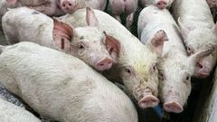 Catalua empez a enviar a los cerdos de las granjas ubicadas en el radio de vigilancia al matader