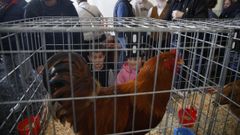 Este domingo se celebra la Expodegustacin Galia de Mos