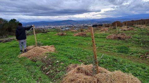 Postes como los que fueron objeto de varios robos en la finca de Prodeme