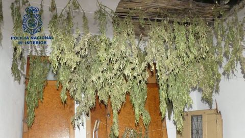M�s de 600 plantas de marihuana en un piso en El Entrego