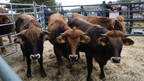 Feria Crianza Trevinca en A Veiga.