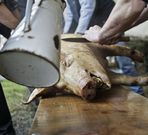Este a�o la matanza la organiza la parroquia de Bendoiro. 