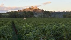 Monterrei ha incrementado su superficie de vi�edo en los �ltimos a�os