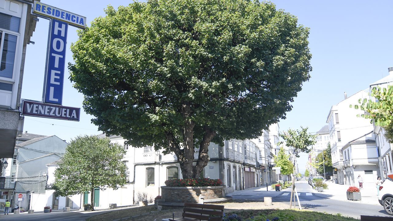Vilalba chequeará la salud de su árbol simbólico: «Sería unha pena que se perdese»