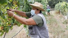 Simulacro previo a la vendimia, en una bodega de Ras Baixas, para el protocolo sanitario