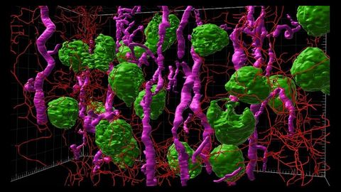 Imagen microscópica de la corteza renal