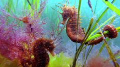 Una pareja de caballitos de mar filmada en elinterior de la ra de Vigo.