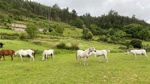 El complejo turístico estará en una aldea de Cuntis llamada Vilar do Mato, habitualmente llena de caballos.