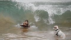 gijon.Dos perros disfrutan de un bao en la playa de San Lorenzo