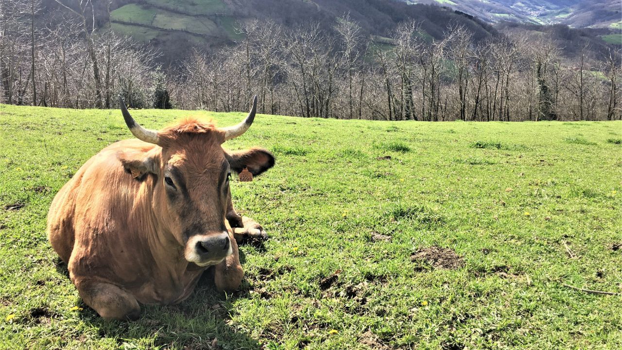 Un ganadero de Tineo afronta año y medio de cárcel por darle una sobredosis de antiinflamatorio a una vaca de carne