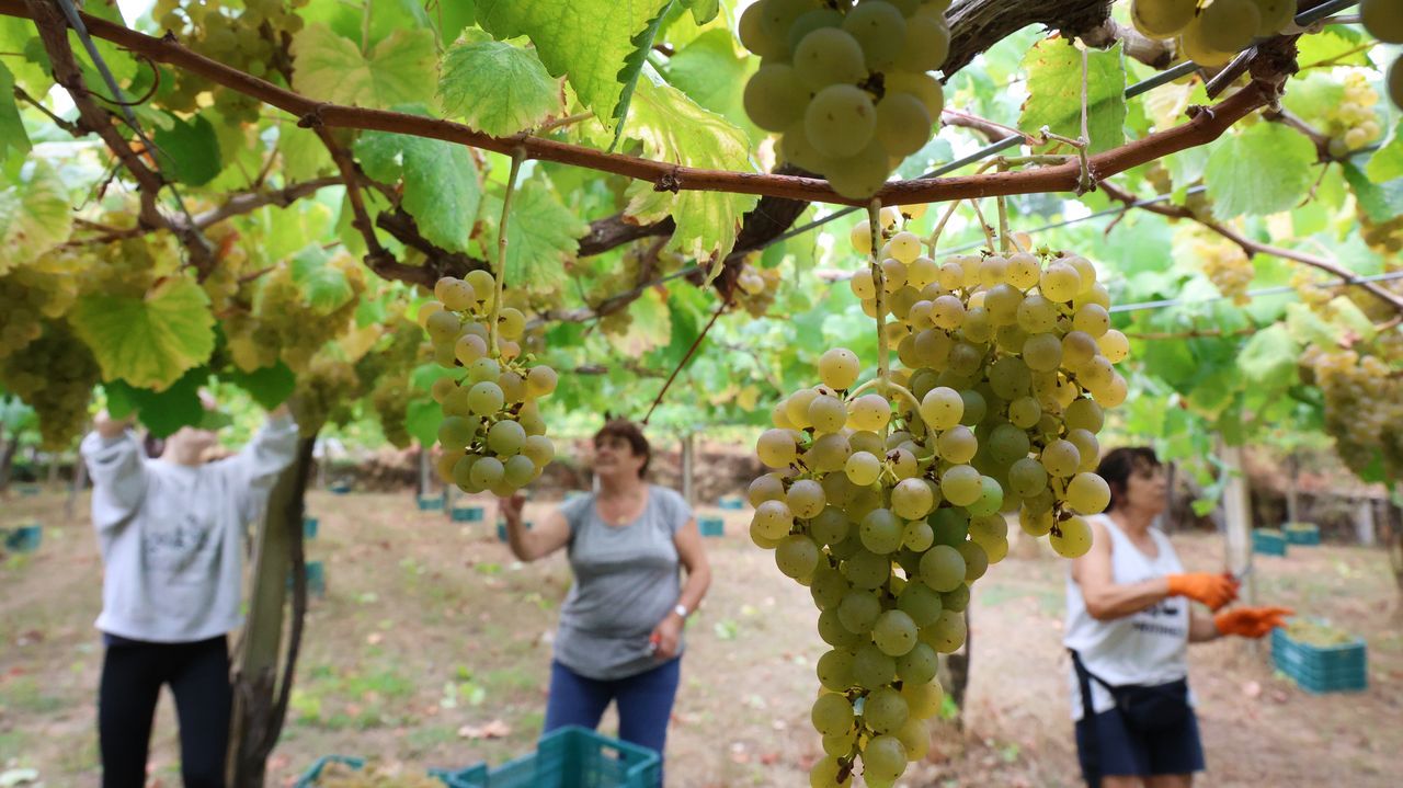 La abundancia de la cosecha hace caer el precio de la uva Albariño