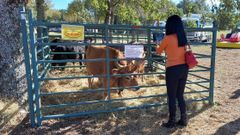 Feria ganadera en A Veiga