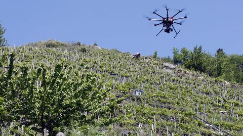 Un dron sobrevuela una zona de vi�edos en bancales de la ribera del MI�o
