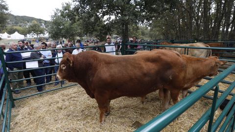 Imagen de archivo de la una feria de ganado en A Veiga.