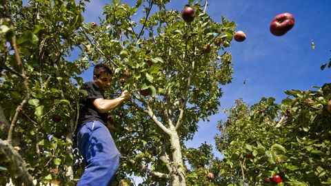 Recogida de manzanas en el rbol, en San Adrin de Veiga (Ortigueira), en una imagen de archivo