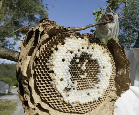 Los avisperos proliferan por toda la comarca. 