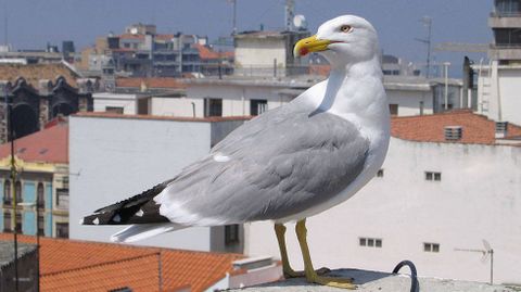 Una gaviota en los tejados de Gij�n.Una gaviota en los tejados de Gij�n