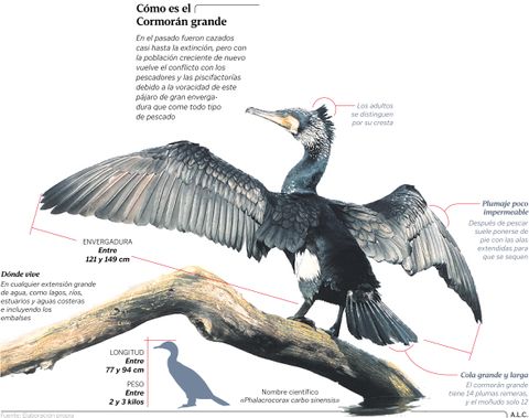 C�mo es el Cormor�n Grande