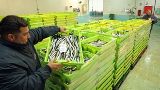 Subasta de bocarte (anchoa, boquer�n) en la lonja de Ribeira a principios de marzo del 2026.