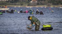 Campa�a marisquera en Noia
