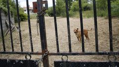 La familia que okup� la vivienda ha colocado cadenas y llevado dos perros a la finca