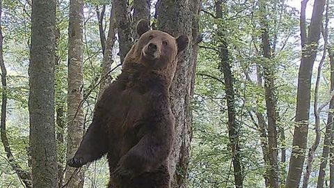 Fapas estudia el comportamiento del oso pardo