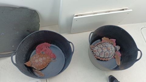 Dos tortugas bobas recuperadas en el CRAMA de la Fundaci�n BIOPARC