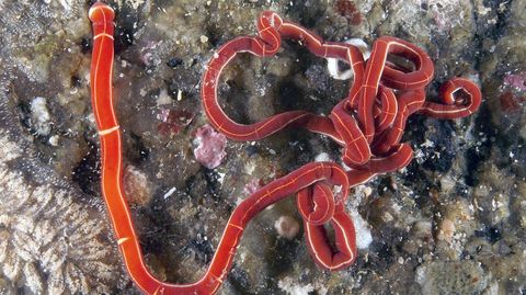 Un llamativo y largo �Tubulanus annulatus�