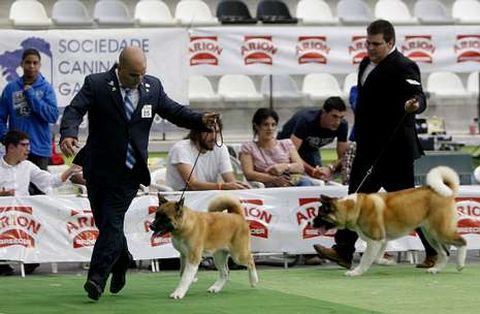 La exhibici�n se hab�a desarrollado el pasado a�o por vez primera tambi�n en el Lal�n Arena.
