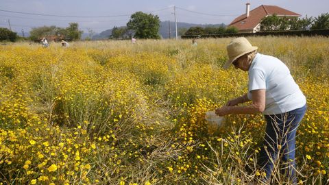 Recolección para las Alfombras Florales de Ares
