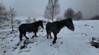 Caballos como los de esta imagen este invierno en A Lama pueden ser v&iacute;ctimas del ataque de los lobos