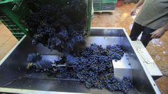La vendimia se generalizar� cuando las grandes bodegas autoricen la entrada de uva tinta