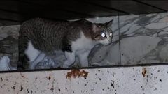 Imagen del gato que vive sobre el letrero de�una�tienda de la calle Juan Fl�rez de A Coru�a