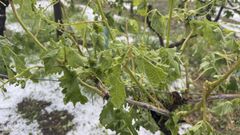 Imagen del vi�edo da�ado en Ribeiro por la granizada