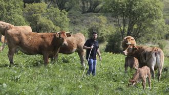 El ganadero cedeirs Ismael Durn est al frente de una explotacin bovina ecolgica