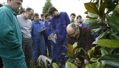 Las plantaciones de batata se llevar�an a cabo en los viveros de Seavia. 