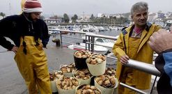 En la foto, mariscadores ferrolanos tras sacar al muelle vieira extra�da de la r�a local. 