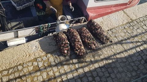 Volandeiras descargadas en el puerto de Santo Tom� (Cambados) el pasado d�a 6, en uno de los operativos contra el furtivismo