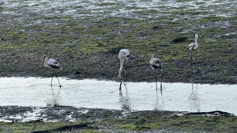 Los cuatro flamencos juveniles que han recalado en las salinas de Paredes, en Vilaboa