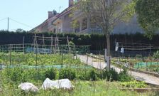 Las primeras huertas habilitadas de Tras do Eixo (Cacheiras) ya est�n en plena producci�n.