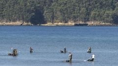 El marisqueo a pie es una actividad que dar� trabajo este a�o a 440 personas en la r�a de Pontevedra