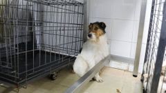 El perro okupa incautado por la jueza sigue huyendo cuando ve a personas