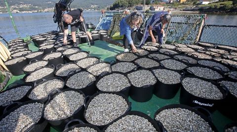 Uno de los objetivos del programa es desarrollar herramientas para un abastecemento estable de semillas de moluscos bivalvos, como las de la foto de archivo, sembradas en marzo en la ra de Pontevedra