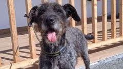 Peludos con genes especiales que buscan amo