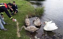 Efectivos de Protecci�n Civil acuden todos los d�as a alimentar a los cisnes y a comprobar que est�n sanos y salvos. 