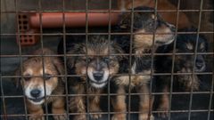 La perrera de Ourense busca salida a sus animales